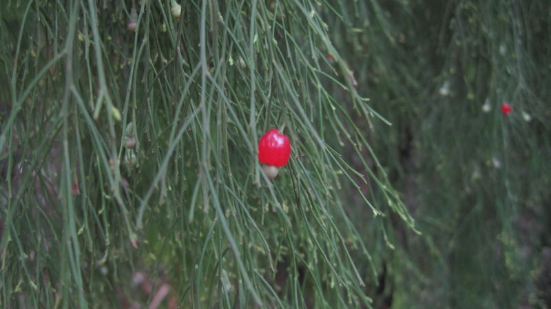 Exocarpus cupressiformis ripe fruit