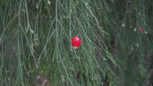 Exocarpus cupressiformis ripe fruit