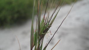 Themeda australis flowers