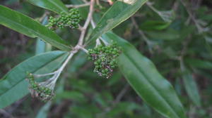 Nematolepis squamea fruit