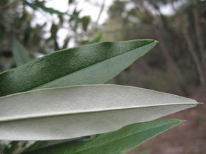 Nematolepis squamea pale underside of leaf