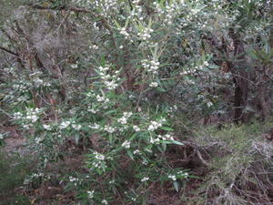 Nematolepis squamea shrub flowering