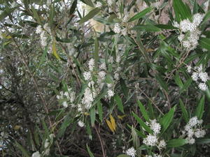 Nematolepis squamea flowers