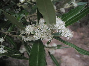 Nematolepis squamea flowers