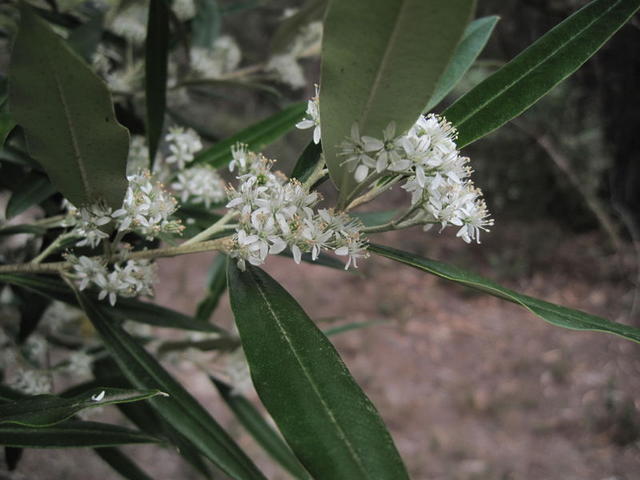 Nematolepis squamea flowers