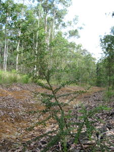 Bursaria spinosa habit