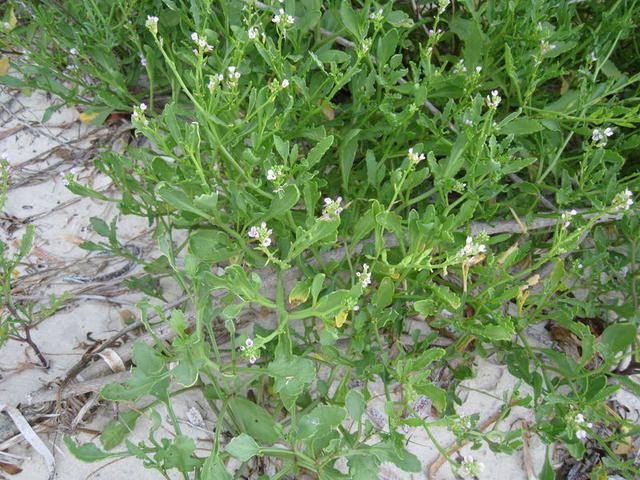 Cakile edentula habit