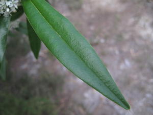 Nematolepis squamea leaf