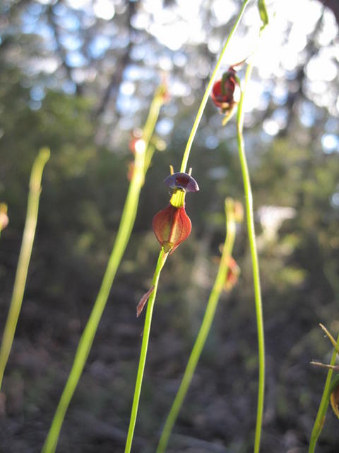 Calaena major flowers