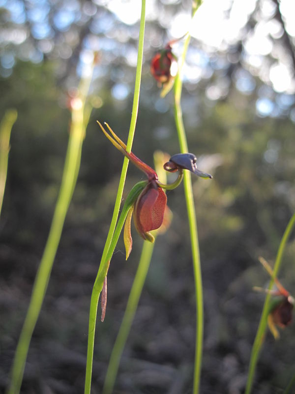 Calaena major flower