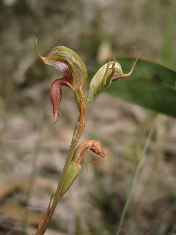 Pterostylis saxicola flower