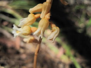 Gastrodia sesamoides flowers