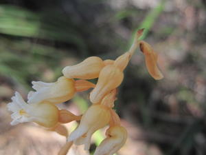 Gastrodia sesamoides flowers