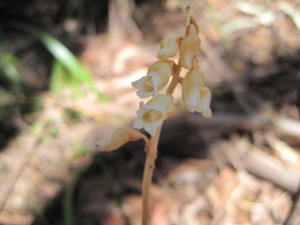 Gastrodia sesamoides flowers