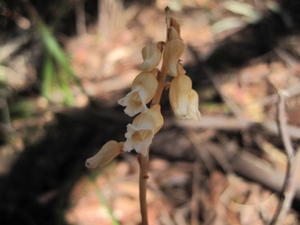 Gastrodia sesamoides flowers