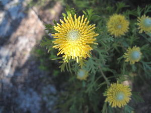 Isopogon anemonifolia flowers