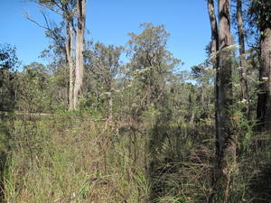 Ozothamnus diosmifolium group of plants