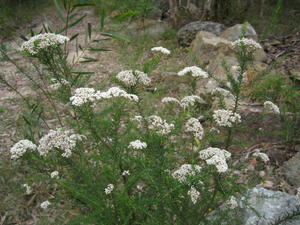 Ozothamnus diosmifolius plant shape