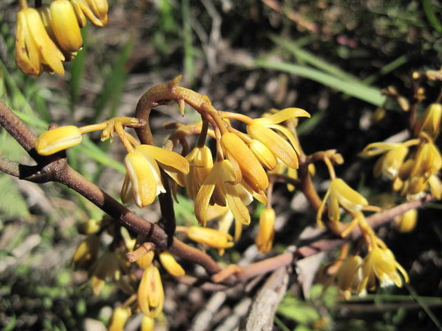 Erythrorchis cassythoides flower spike