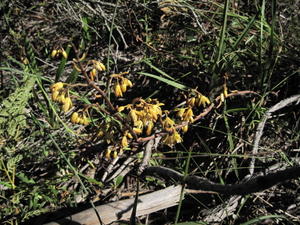 Erythrorchis cassythoides plant shape