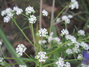 Poranthera ericifolia flowers and fruit