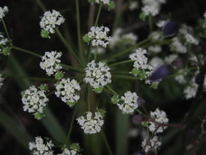 Poranthera ericifolia flowers and fruit