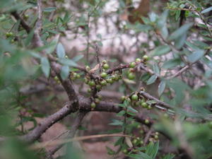 Leucopogon juniperinus fruit