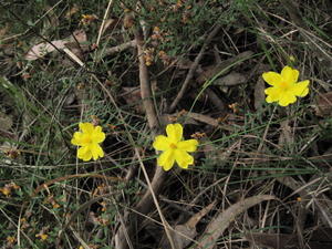 Hibbertia riparia plant shape