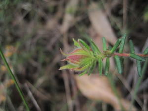 Hibbertia riparia bud