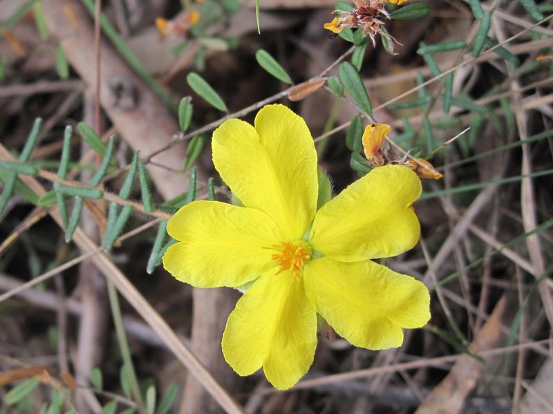 Hibbertia riparia flower