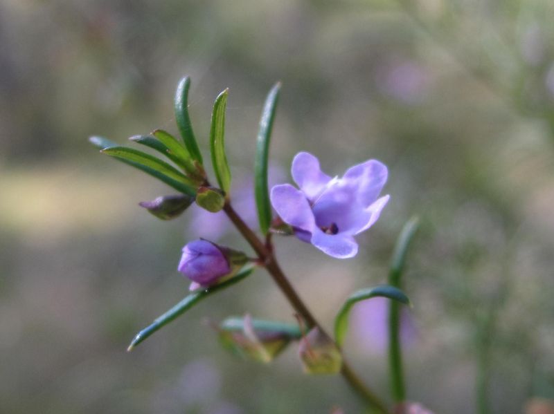 Prostanthera scutellaroides flower and bud