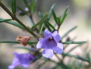 Prostanthera scutellaroides flower