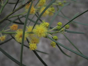 Acacia elongata flower and buds