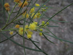 Acacia elongata (14).JPG