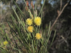 Acacia elongata flowers