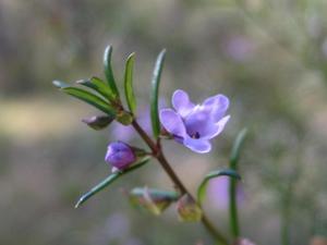 Prostanthera scutellarioides - Coast Mint Bush