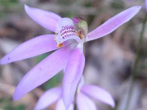 Caladenia carnea - Pink Fingers