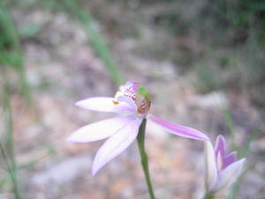 Caladenia carnea flower