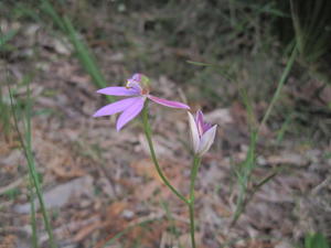 Caladenia carnea plant shape