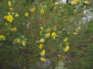 Gompholobium grandiflorum flowering branches