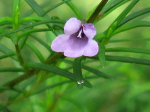 Prostanthera scutellarioides flower