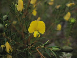 Gompholobium grandiflorum flower