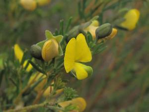 Gompholobium grandiflorum buds and flower