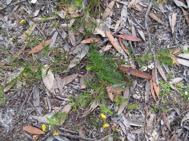 Gompholobium pinnata plant shape