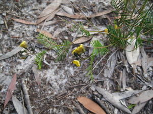 Gompholobium pinnata plant shape