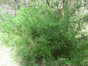 Prostanthera scutellarioides habit