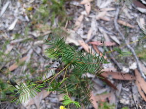 Gompholobium pinnata leaves