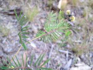 Gompholobium pinnata leaves