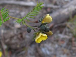 Gompholobium pinnata buds and flowers