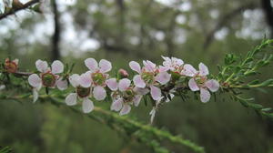 Leptospermum parvifolium flowers